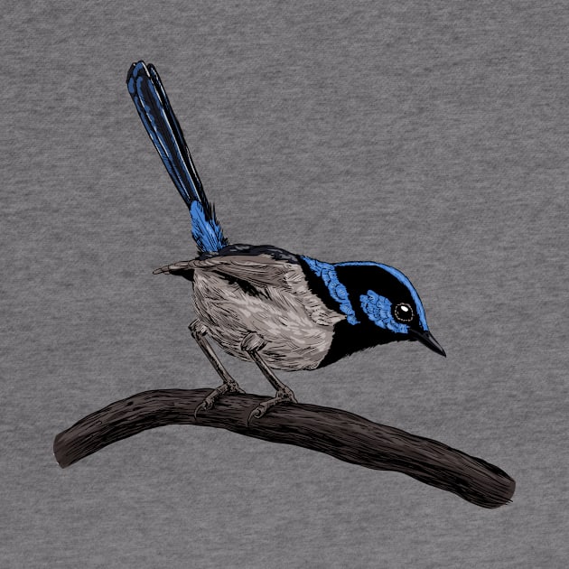 Fairy wren drawing by katerinamk